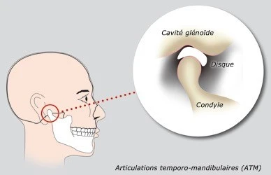 Articulations temporo-mandibulaires (ATM)
